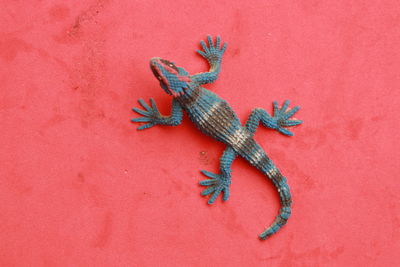 High angle view of lizard on wall