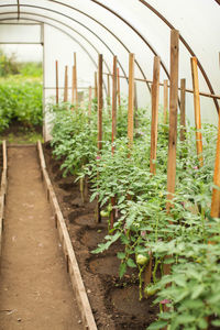 Plants growing in greenhouse