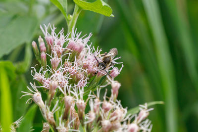 Close-up of insect on purple flower