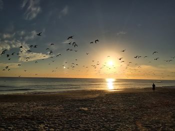 Silhouette birds flying over beach against sky during sunset