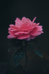 Close-up of pink rose against black background