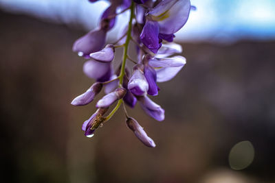 Close-up of purple flowering plant