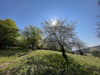 Trees on field against sky