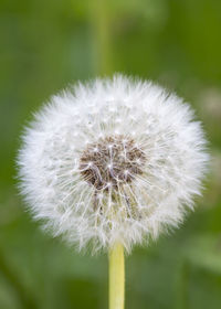 Close-up of dandelion flower