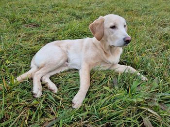 Young dog in field