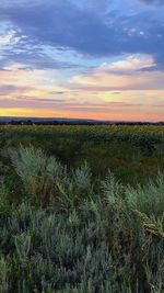 Scenic view of field against sky during sunset