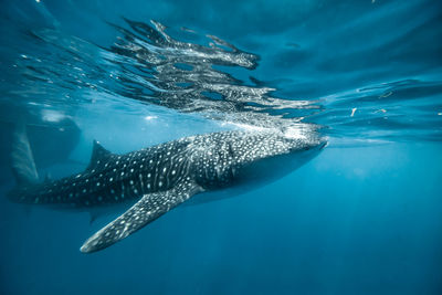 Close-up of swimming in sea