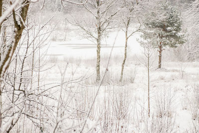 Bare trees on snow covered land