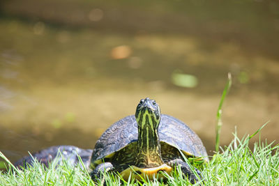 Close-up of turtle on grass