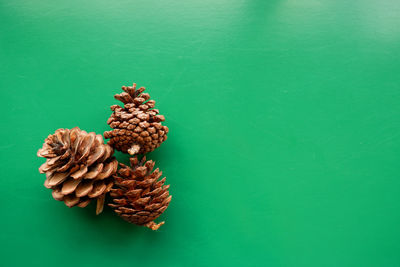 High angle view of pine cone on table