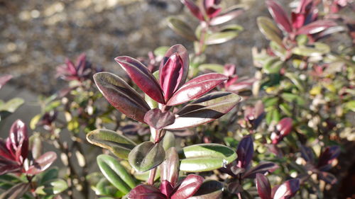 High angle view of leaves growing on plant