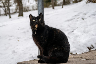 Black cat on snow covered land