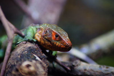 Close-up of a lizard on a tree