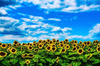 Sunflowers against cloudy sky