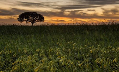 Scenic view of field against sky during sunset