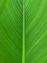 Full frame shot of palm leaves