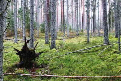 Trees in forest