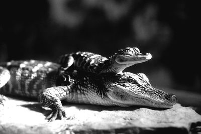 Close-up of alligators