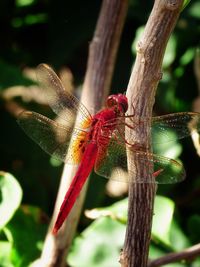 Close-up of insect on plant