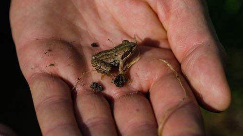 Cropped image of hand holding frog