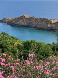 Flowering plants by sea against sky