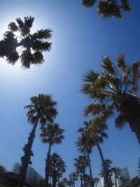 Low angle view of coconut palm trees against blue sky