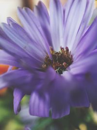 Close-up of purple flower