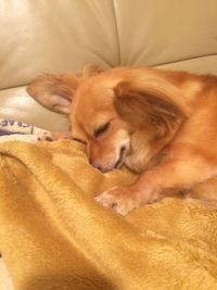 Close-up of a sleeping dog