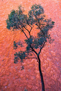 Low angle view of flowering tree