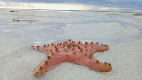 Close-up of crab on sand at beach