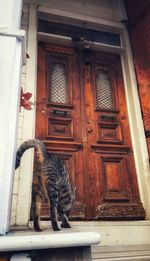 Cat on door