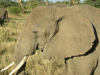Side view of elephant