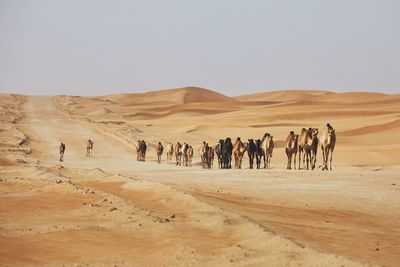 Herd of camels walking on sand road against sand dunes in desert landscape. 