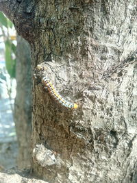 Close-up of a tree trunk
