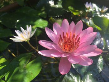 Close-up of pink water lily