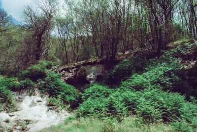 Scenic view of forest