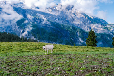 View of a horse on field against mountain range