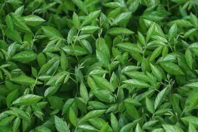 Full frame shot of green leaves