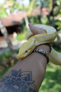 A albinos snake on an arm