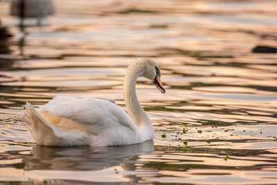 Swans swimming in lake