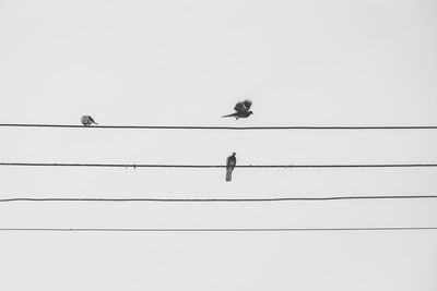 Low angle view of bird perching on cable against sky