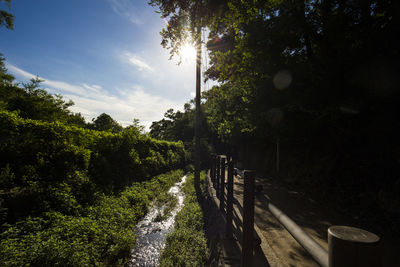 Footpath amidst trees against sky