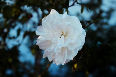 Close-up of white rose