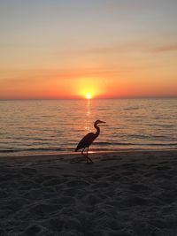 Silhouette bird perching on beach against sky during sunset