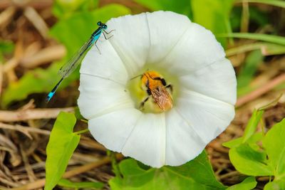 Close-up of insect on white flower