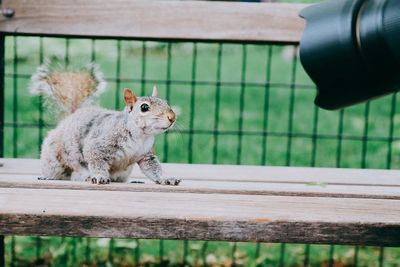 Squirrel on wood