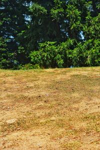 Scenic view of trees growing on field