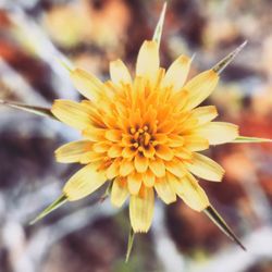 Close-up of yellow flower blooming outdoors