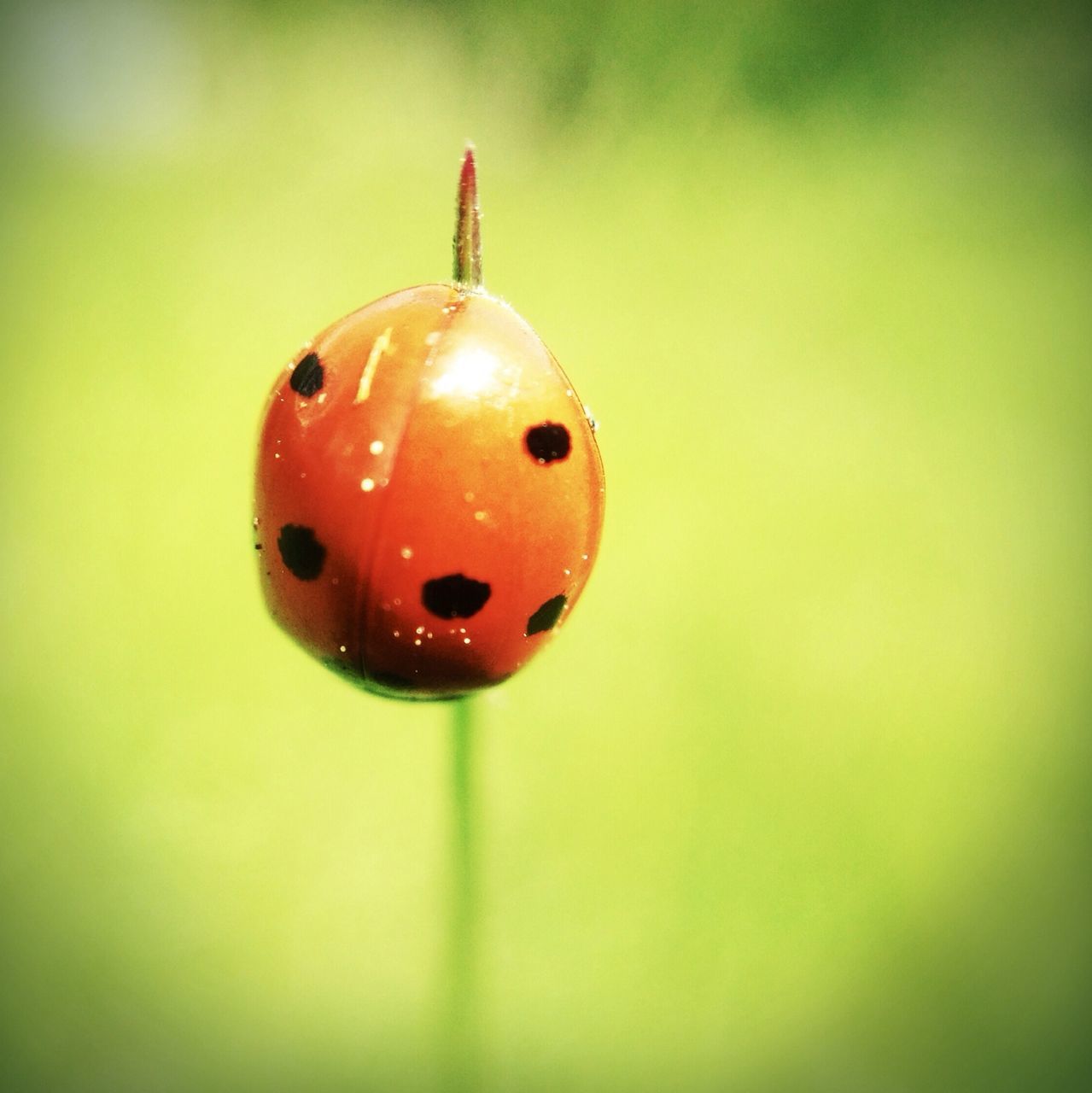 red, close-up, ladybug, focus on foreground, spotted, selective focus, insect, toy, day, no people, wildlife, green color, outdoors, nature, animal themes, one animal, animals in the wild, hanging, beauty in nature, vibrant color