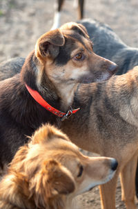 mammal